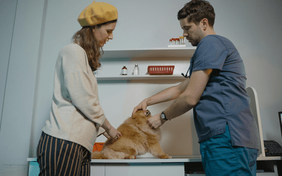 Strijd tegen antimicrobiële resistentie : veeartsen krijgen verhoogde tegemoetkoming