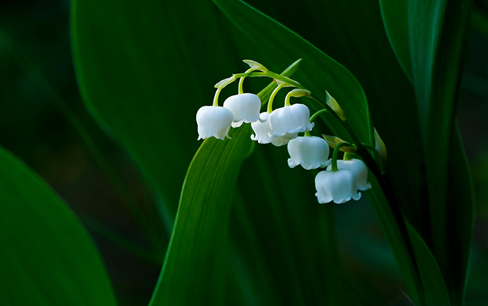 Muguet