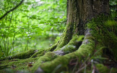 Moeilijkheden in de sector van de bosbouw of bosuitbating : sociale betalingsfaciliteiten
