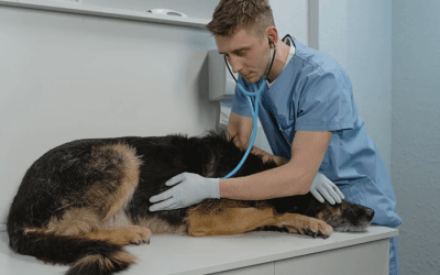 FAVV: honoraria van zelfstandige dierenartsen