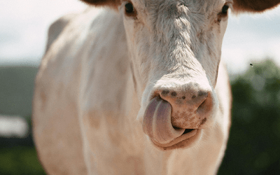 Moeilijkheden als gevolg van de blauwtongziekte : betalingsfaciliteiten voor de zelfstandigen